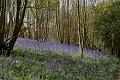 bluebell bank